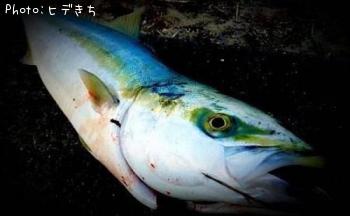 ブリ