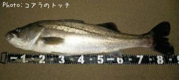 シーバス