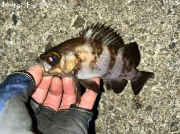 メバル