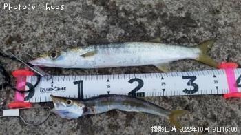 カマス