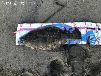 ヒラメ