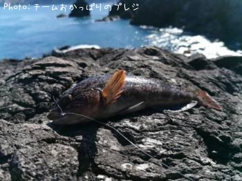 アイナメ
