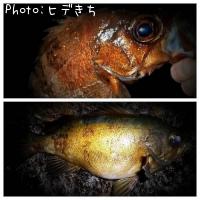 メバル