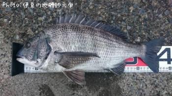 クロダイ
