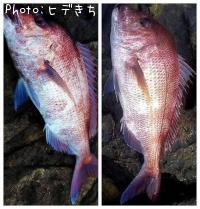 真鯛