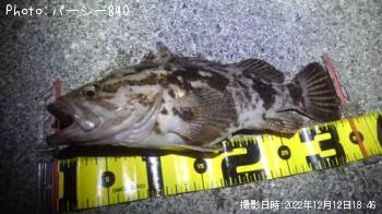 タケノコメバル