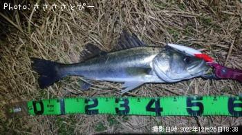 シーバス