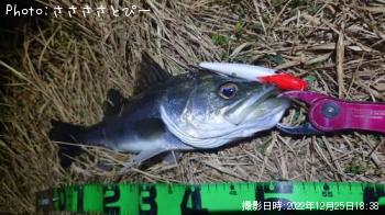 シーバス