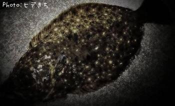 ヒラメ