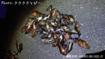 メバル＆カサゴ＆アジ