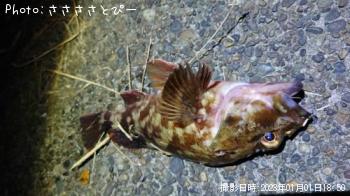 メバル＆カサゴ＆アジ