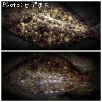 ヒラメ