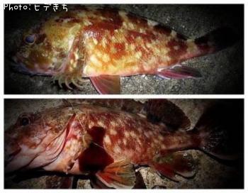 カサゴ
