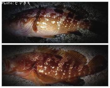 アコウ