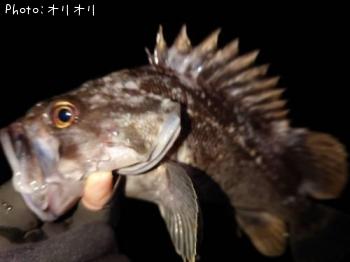 クロソイ