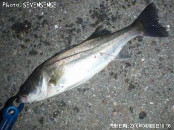 シーバス