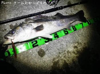シーバス
