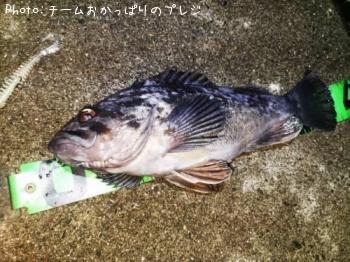 クロソイ