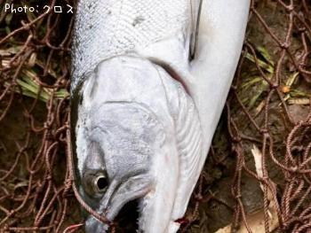 サクラマス
