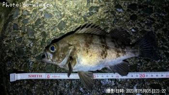 メバル
