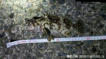 饽