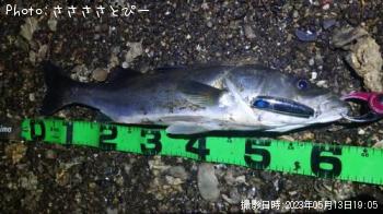 シーバス