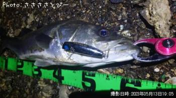 シーバス