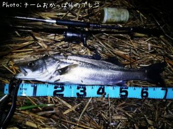 シーバス