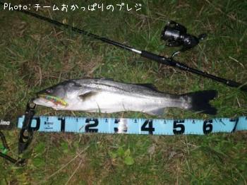 シーバス