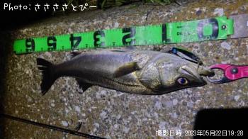 シーバス