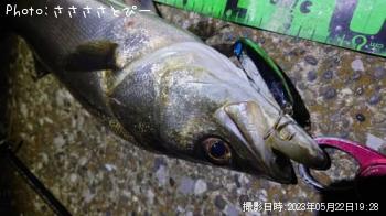 シーバス
