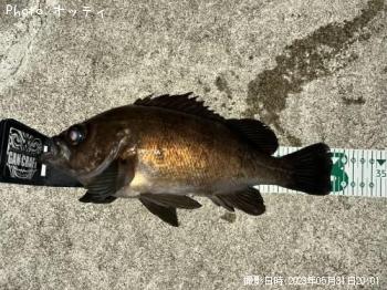 メバル