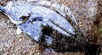 ҥ