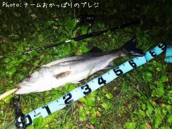 シーバス