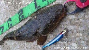 マゴチ