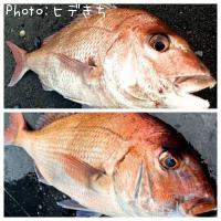 真鯛