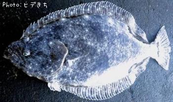 ヒラメ