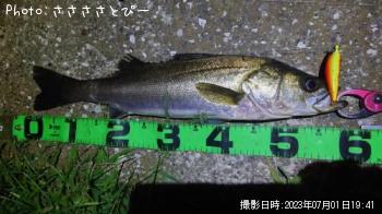 シーバス