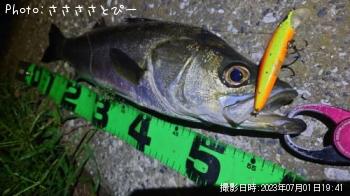 シーバス