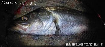 シーバス