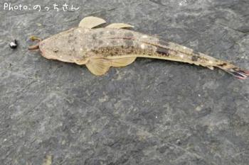 マゴチ