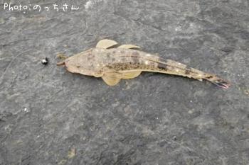 マゴチ