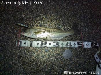 シーバス