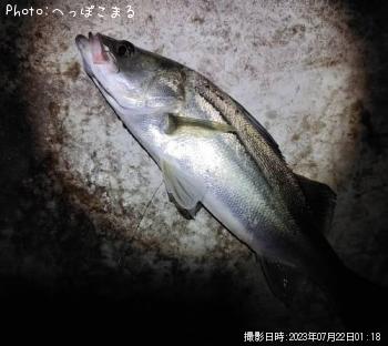 シーバス