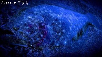 ヒラメ