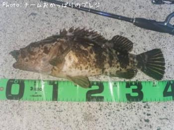 タケノコメバル