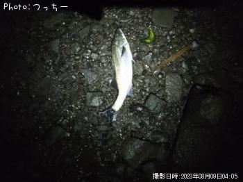 シーバス