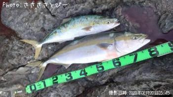 ブリ＆ワラサ＆ショゴ