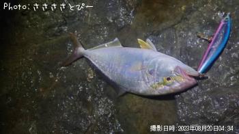 ブリ＆ワラサ＆ショゴ