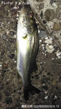 セイゴ